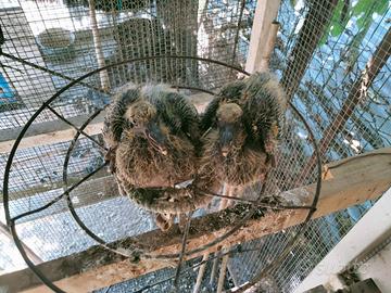 Colombacci e piccioni volantini da caccia