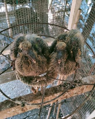 Colombacci e piccioni volantini da caccia