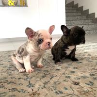 Meravigliosi cuccioli Bulldog Francese esotico