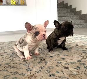 Meravigliosi cuccioli Bulldog Francese esotico