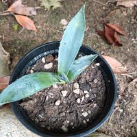 agave americana - pianta grassa 