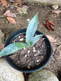 agave americana - pianta grassa 