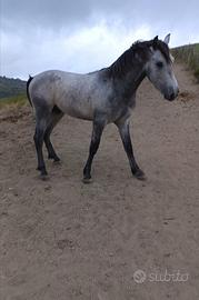 Cavallo