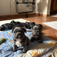 Bulldog francese