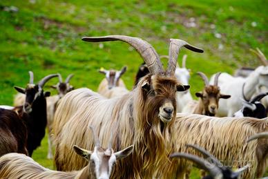 Capre Bionde del Adamello