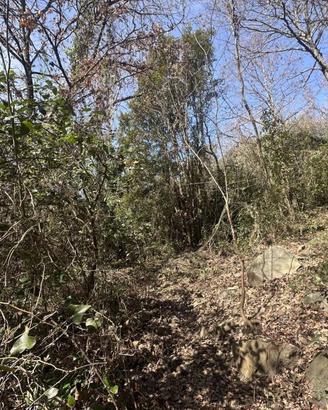 Terreno di 10000 m² a Trevignano Romano