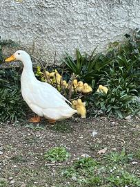 Anatroccoli ? schiusi il 23-24 marzo 2026