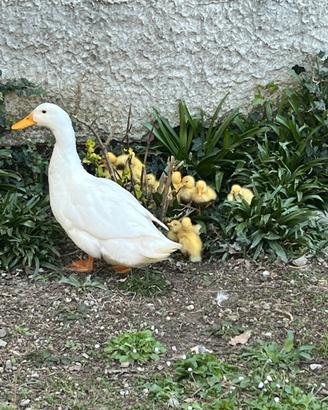 Anatroccoli ? schiusi il 23-24 marzo 2026