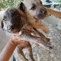 Cuccioli di cane taglia media