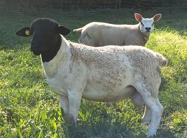 Agnello dorper