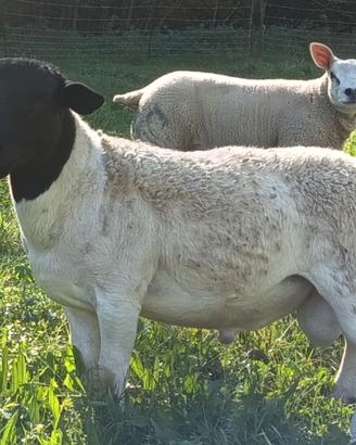 Agnello dorper
