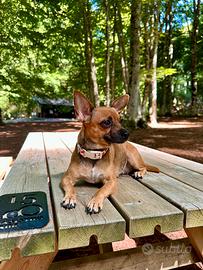 Pinscher Toy maschio per accoppiamento