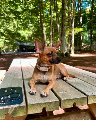 Pinscher Toy maschio per accoppiamento
