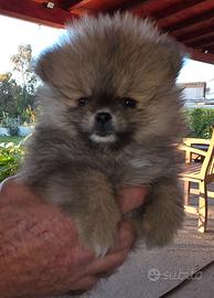 Cuccioli spitz