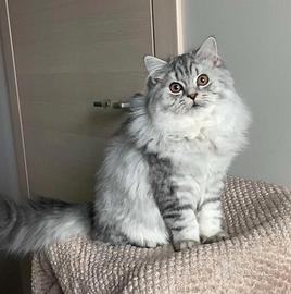 Scottish highland straight