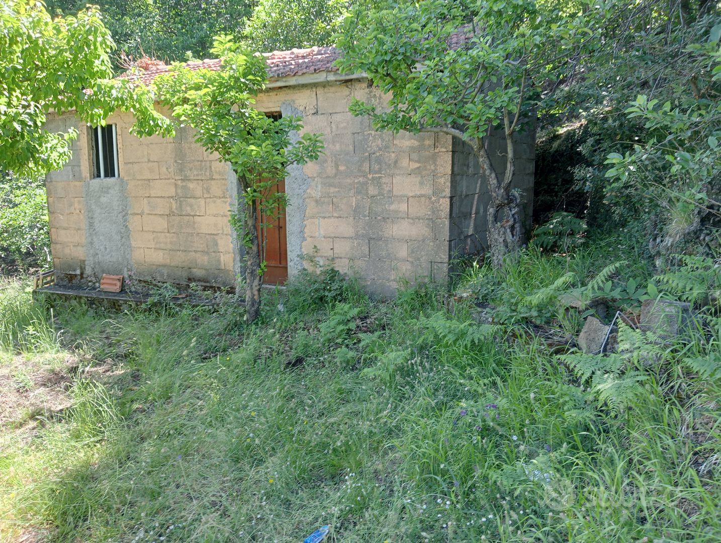 Terreno bosco - Vista 2