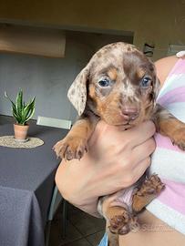 Bassotto maschio arlecchino/choco