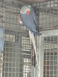 Parrocchetti collare