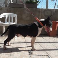 Bull terrier per monta