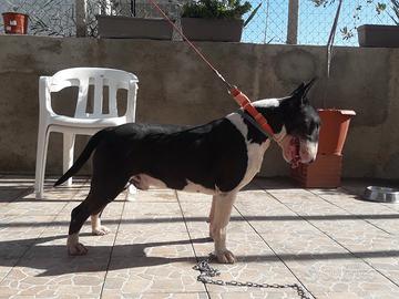 Bull terrier per monta