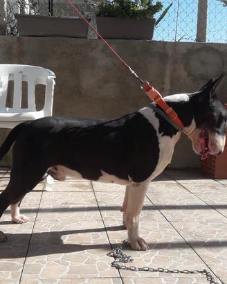 Bull terrier per monta