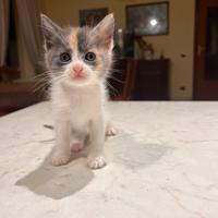 Gattini dolcissimi