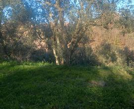 Terreno coltivato a Vignanello(VT)