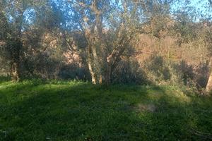 Terreno coltivato a Vignanello(VT)