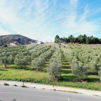 Terreno Agricolo - Guardialfiera