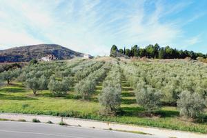Terreno Agricolo - Guardialfiera