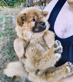Chow chow femmina