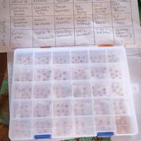 piante peperoncino piccante