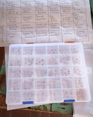 piante peperoncino piccante