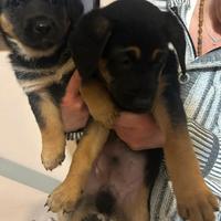 Cuccioli di taglia medio piccola