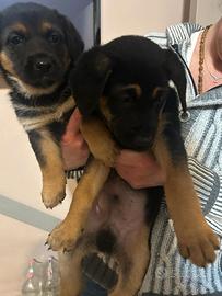 Cuccioli di taglia medio piccola