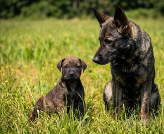 Cucciolo maschio tigrato due mesi