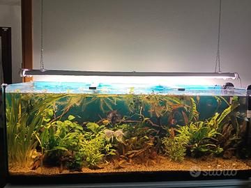 piante per acquario 