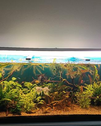 piante per acquario 