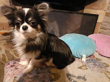 Chihuahua