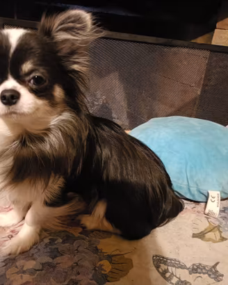 Chihuahua