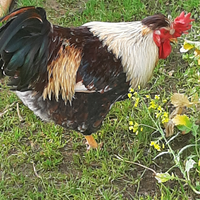 Gallo livornese collo oro