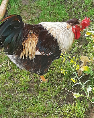Gallo livornese collo oro