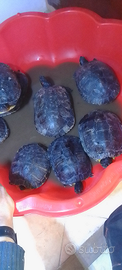 Tartarughe d'acqua
