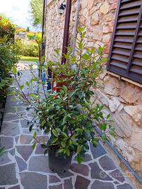 Piante di photinia red