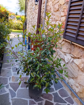 Piante di photinia red