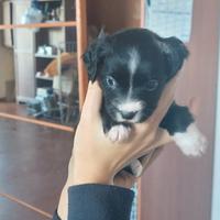 Cuccioli taglia piccola