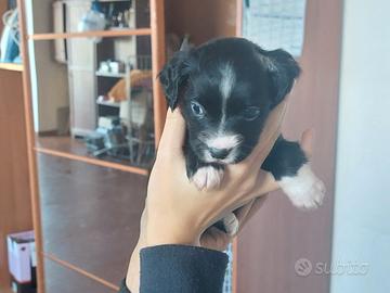 Cuccioli taglia piccola