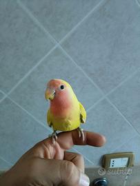 Inseparabili