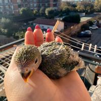 Pullo inseparabile roseicollis