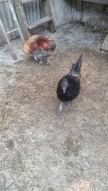 galline 